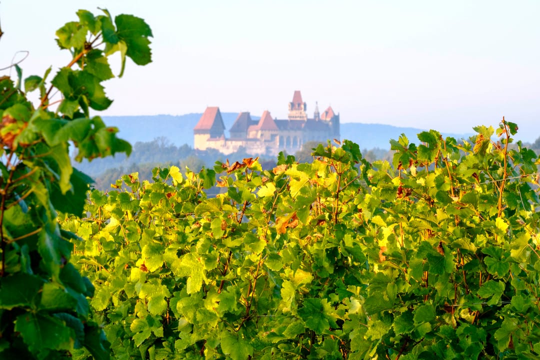 Weingarten im Sonnenlicht mit der Burg auf dem Hügel im Hintergrund