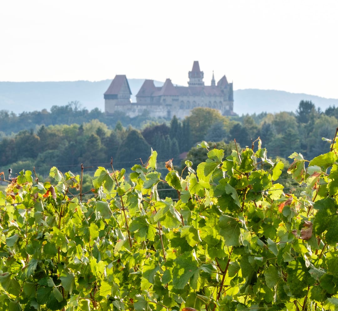 Weinreben im Vordergrund, dahinter die Burg Kreuzenstein auf einem bewaldeten Hügel im weichen Abendlicht