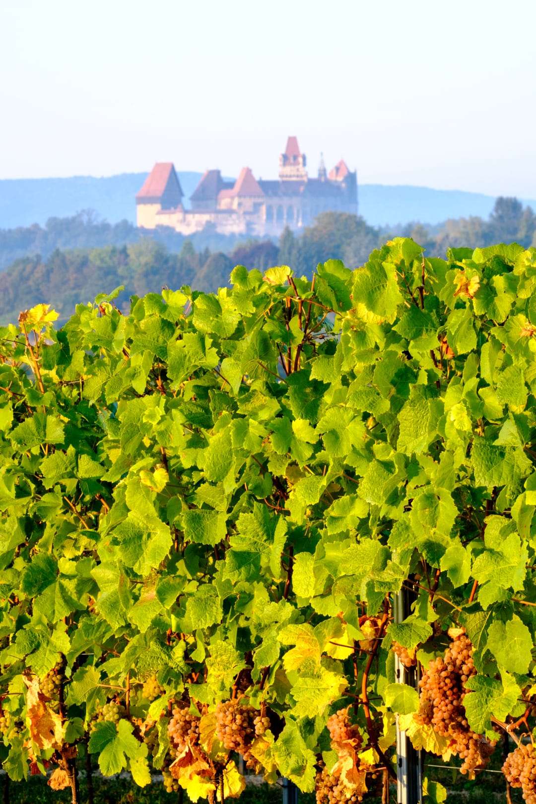 Reife Trauben am Stock, im Hintergrund eine Höhenburg über den Weingärten