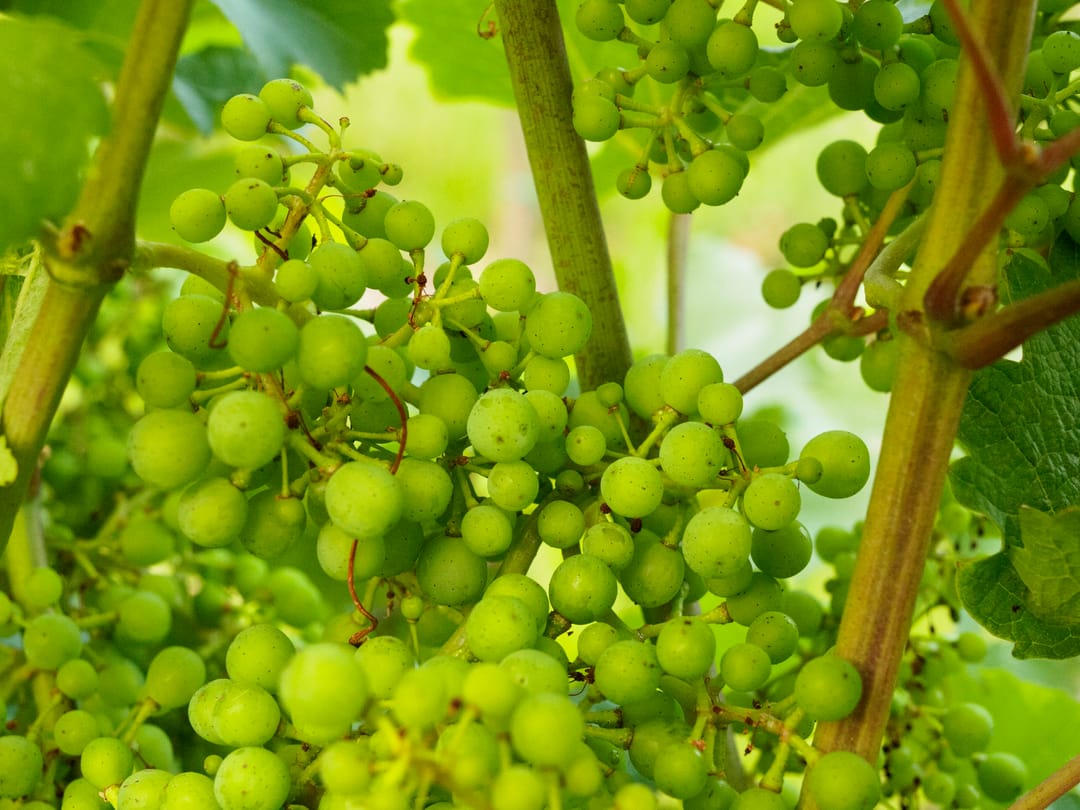 Nahaufnahme junger grüner Weintrauben am Rebstock